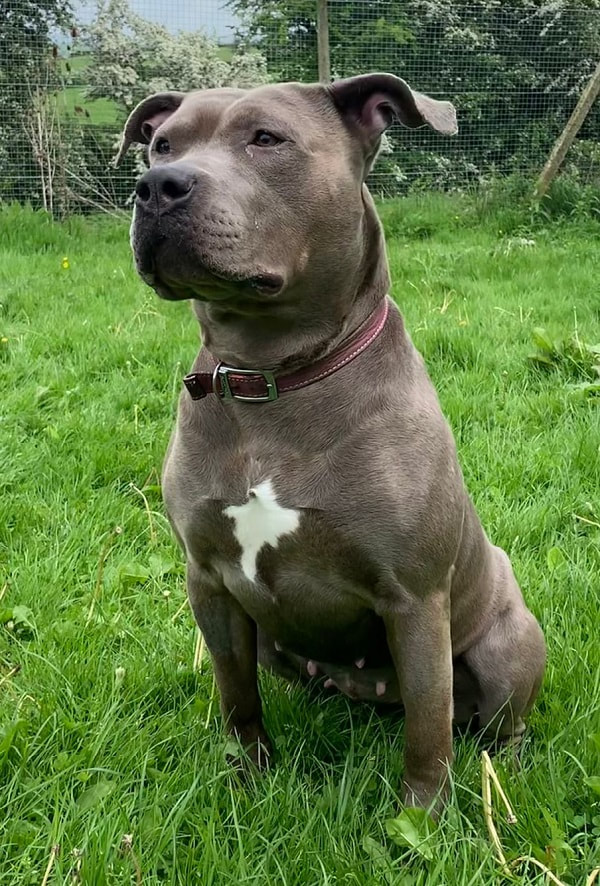 Beau - 4 year old neutered female XL Bull Breed - Milnthorpe Kennels &  Cattery